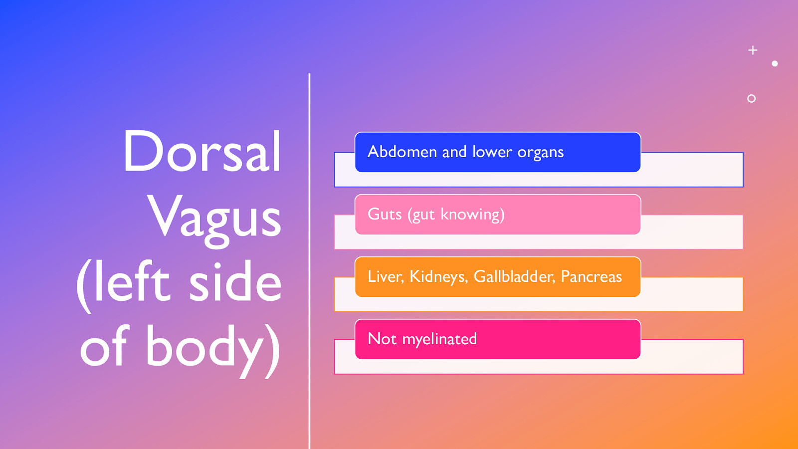 Dorsal Vagus (left side of body) Abdomen and lower organs Guts (gut knowing) Liver, Kidneys, Gallbladder, Pancreas Not myelinated
